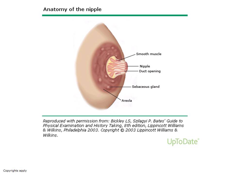 Anatomy_of_the_nipple